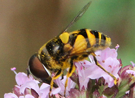 Eristalis transversa